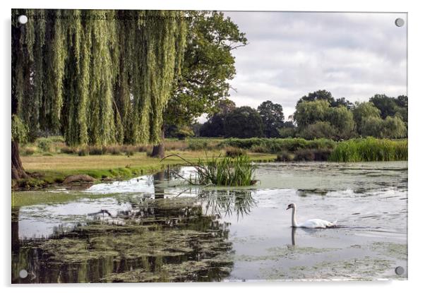 Swan on a cloudy morning in Bushy Park Acrylic by Kevin White