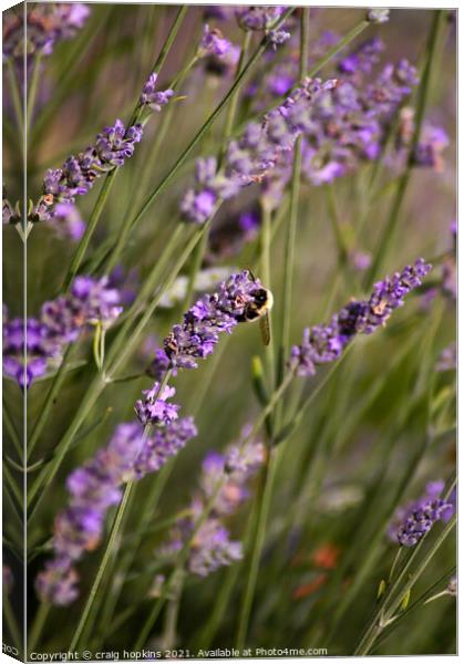 Plant flower Canvas Print by craig hopkins