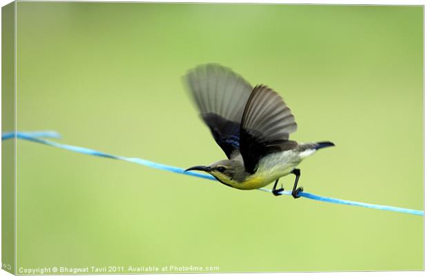Purple Sunbird about to fly. Canvas Print by Bhagwat Tavri