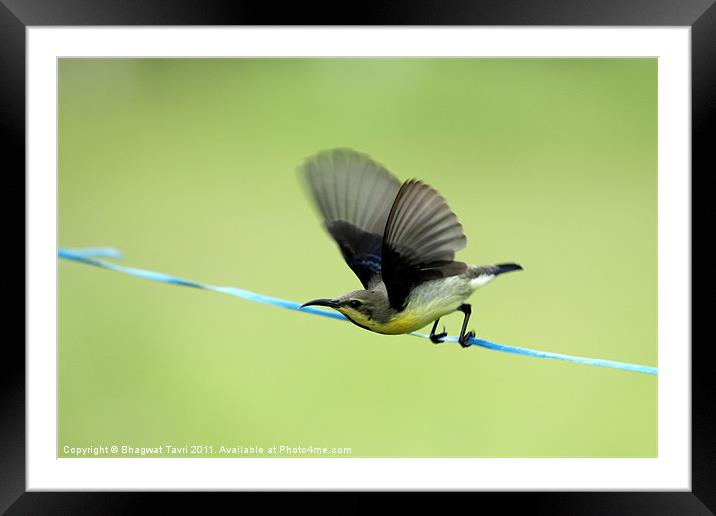 Purple Sunbird about to fly. Framed Mounted Print by Bhagwat Tavri