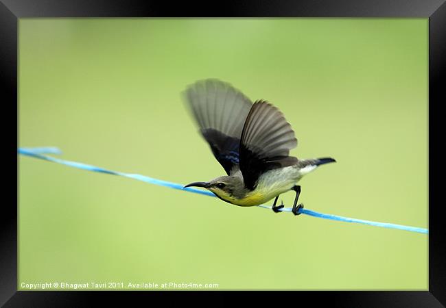 Purple Sunbird about to fly. Framed Print by Bhagwat Tavri