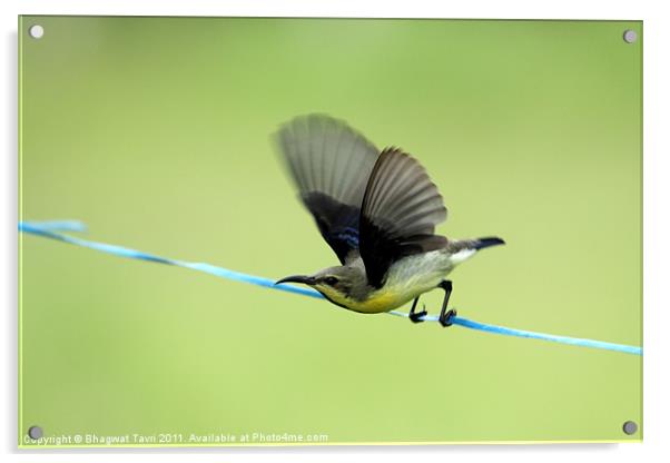 Purple Sunbird about to fly. Acrylic by Bhagwat Tavri