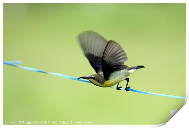 Purple Sunbird about to fly. Print by Bhagwat Tavri