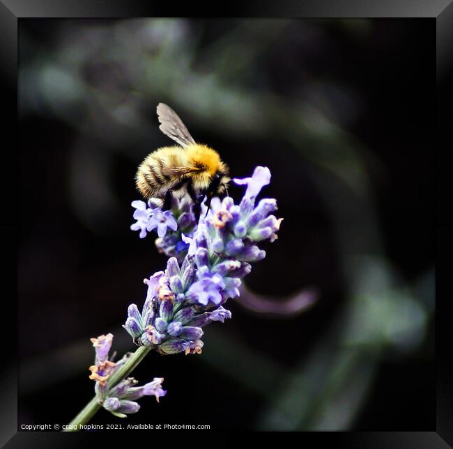 Plant flower Framed Print by craig hopkins