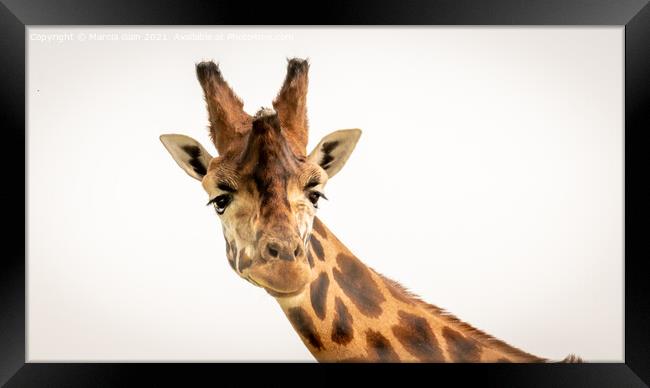 Giraffe Framed Print by Marcia Reay