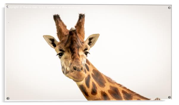 Giraffe Acrylic by Marcia Reay