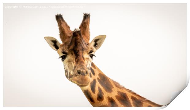 Giraffe Print by Marcia Reay