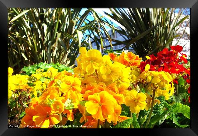 Radiant Primulas and Green Cordyline Framed Print by Roger Mechan