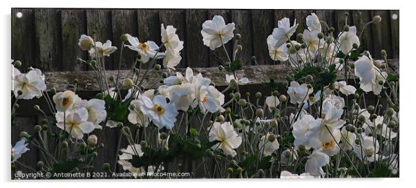 White Japanese Anemones  Acrylic by Antoinette B