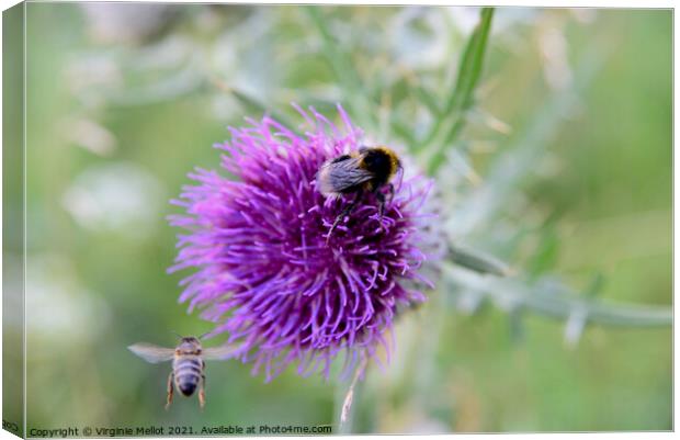 Bumble bee on thistle Canvas Print by Virginie Mellot