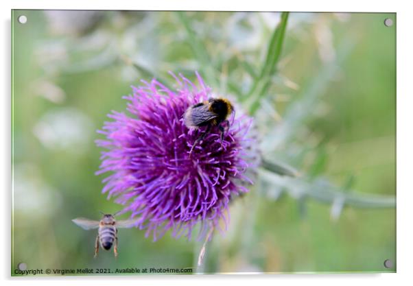 Bumble bee on thistle Acrylic by Virginie Mellot