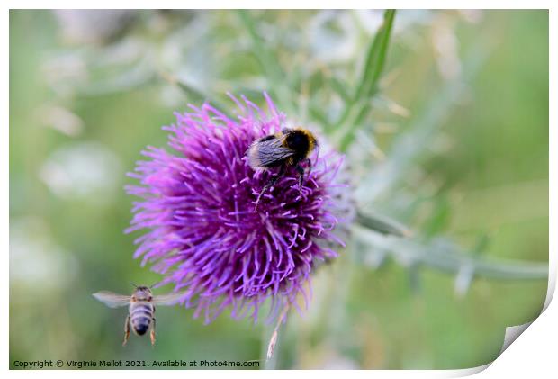 Bumble bee on thistle Print by Virginie Mellot
