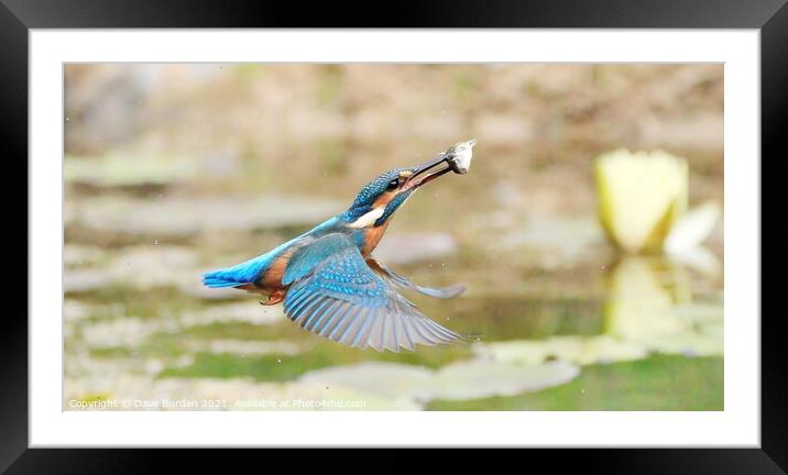 In flight Meal  Framed Mounted Print by Dave Burden