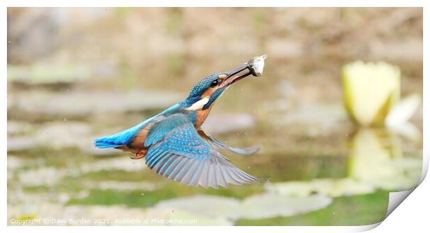 In flight Meal  Print by Dave Burden