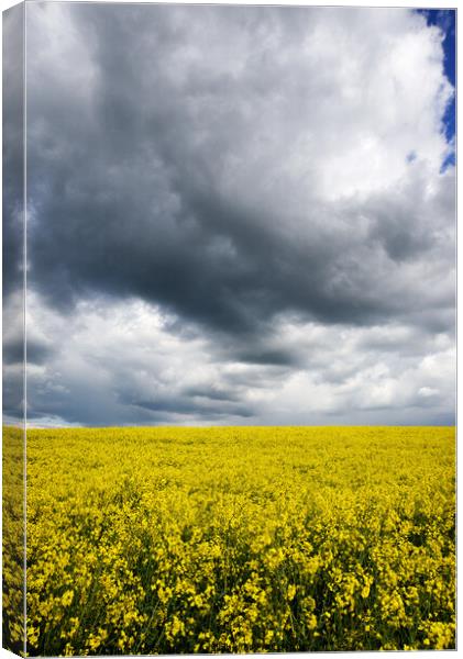Rapeseed field  Canvas Print by Virginie Mellot