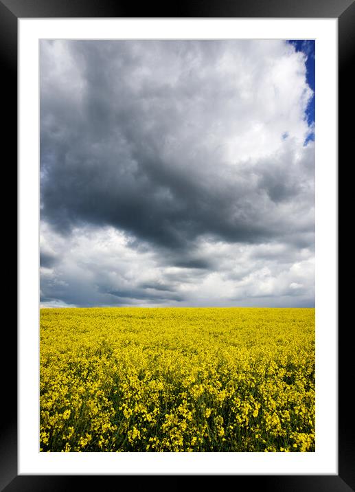 Rapeseed field  Framed Mounted Print by Virginie Mellot