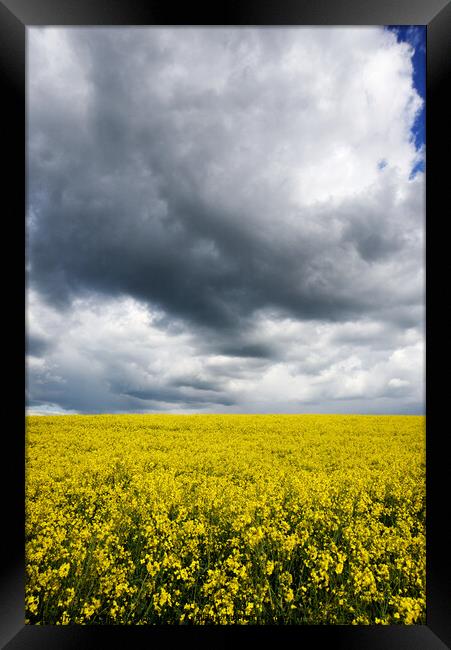 Rapeseed field  Framed Print by Virginie Mellot