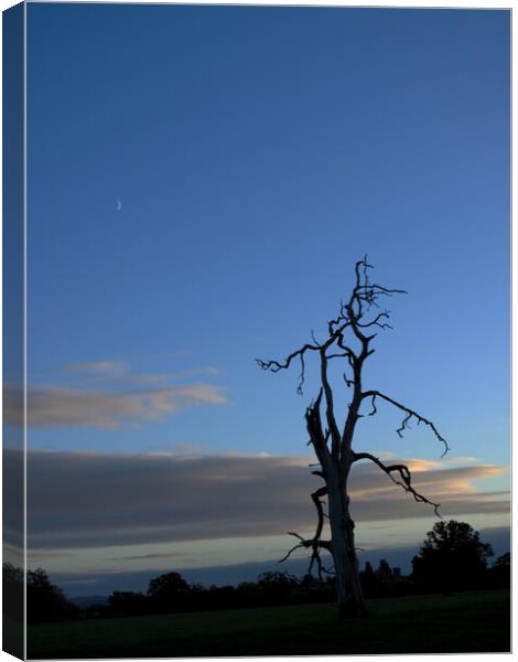 Lone tree at dusk Canvas Print by Virginie Mellot