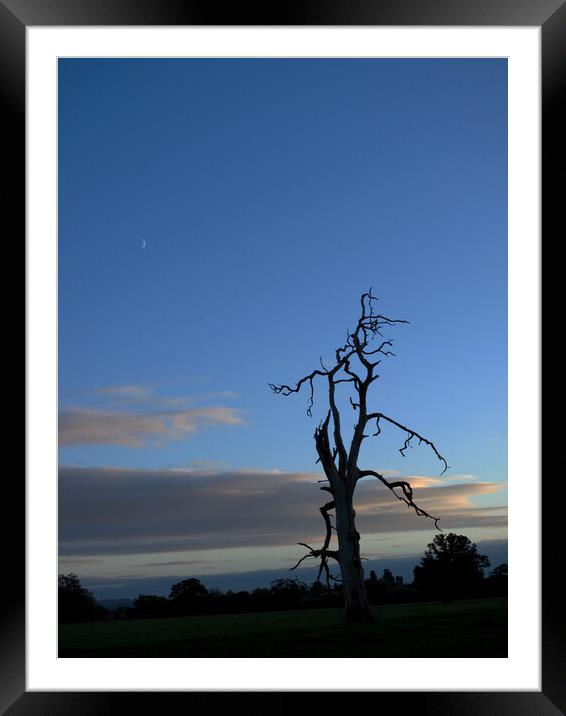 Lone tree at dusk Framed Mounted Print by Virginie Mellot