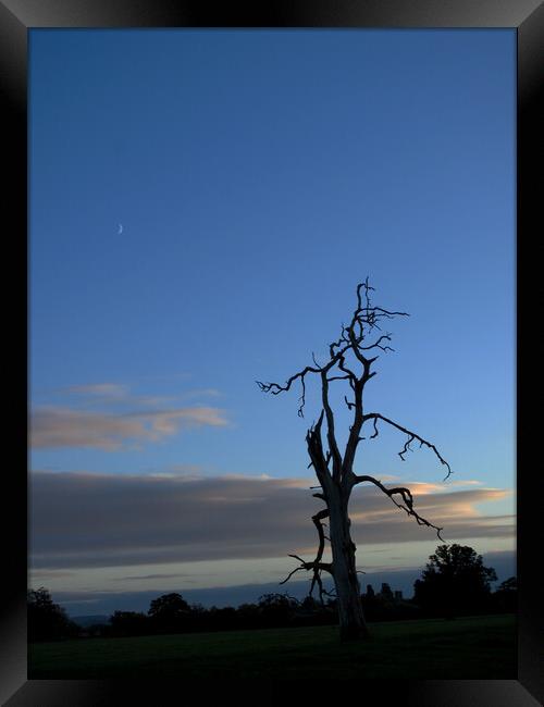 Lone tree at dusk Framed Print by Virginie Mellot