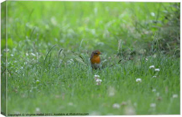 Robin in the grass Canvas Print by Virginie Mellot