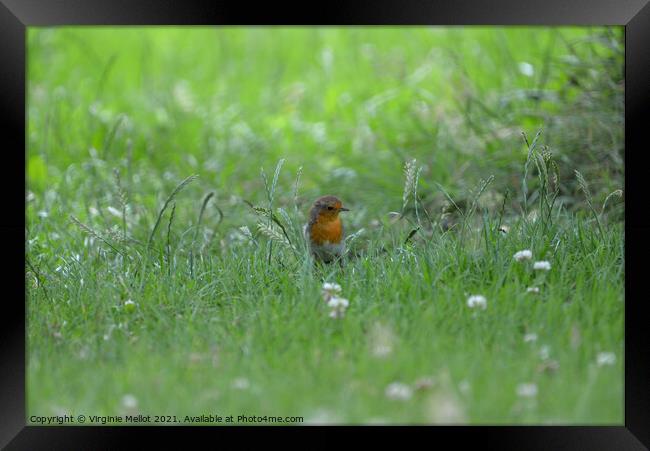 Robin in the grass Framed Print by Virginie Mellot