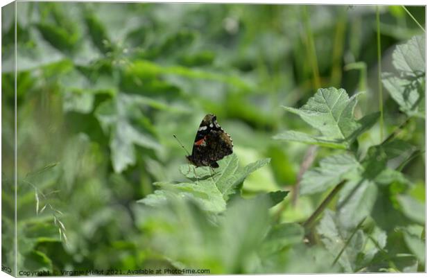 Red admiral on leaf Canvas Print by Virginie Mellot