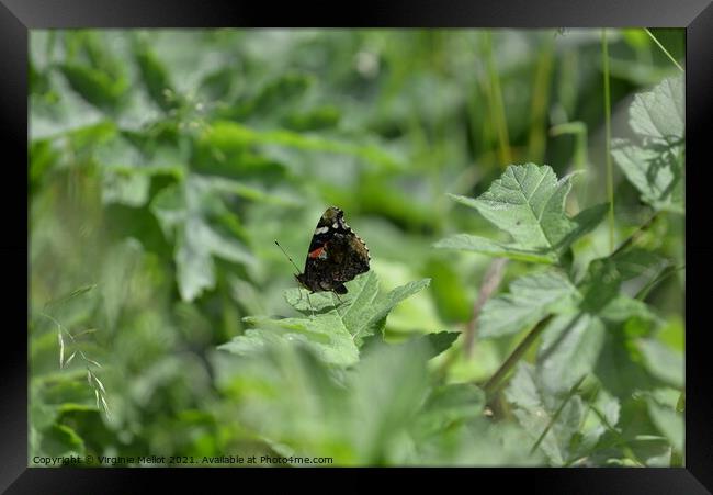 Red admiral on leaf Framed Print by Virginie Mellot