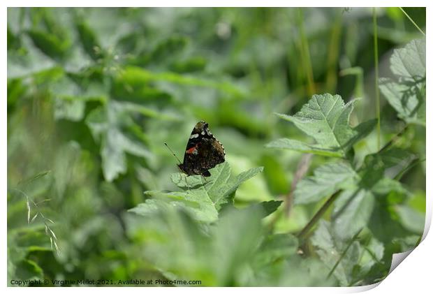 Red admiral on leaf Print by Virginie Mellot