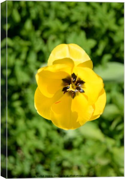 Yellow Tulip Canvas Print by Virginie Mellot
