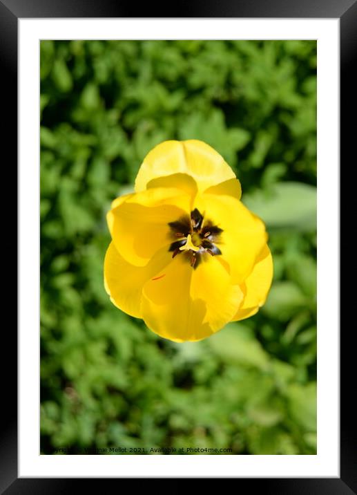 Yellow Tulip Framed Mounted Print by Virginie Mellot
