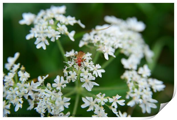 Red soldier beetle on Cow parsley Print by Virginie Mellot