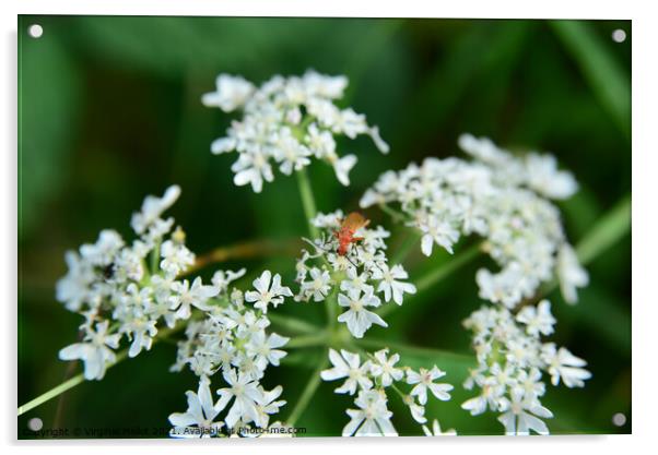 Red soldier beetle on Cow parsley Acrylic by Virginie Mellot