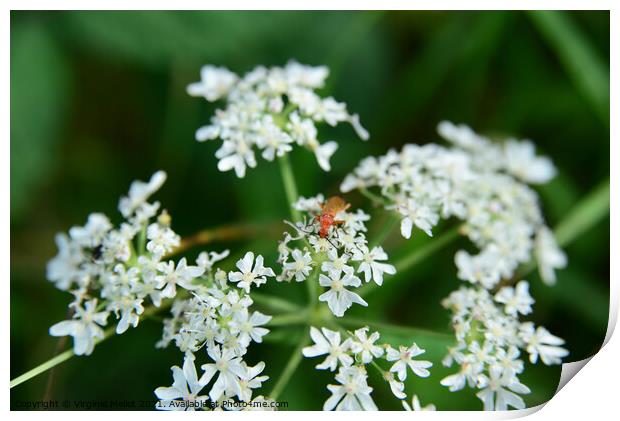 Red soldier beetle on Cow parsley Print by Virginie Mellot
