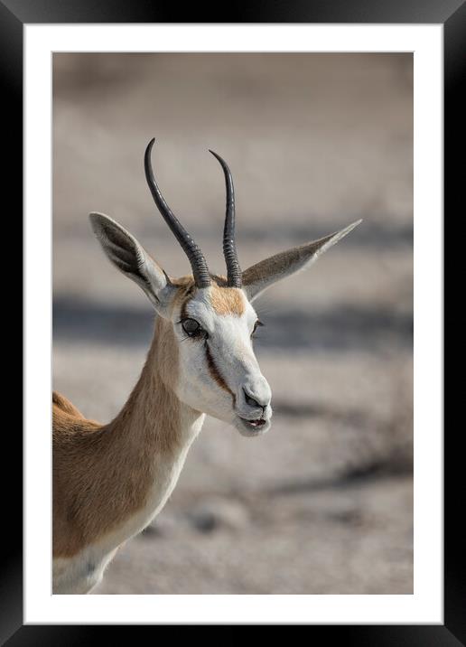 Portrait of a Springbok Framed Mounted Print by Belinda Greb