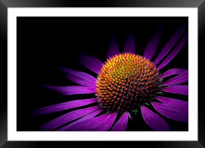 Under the spot light - echinacea flower Framed Mounted Print by Martin Williams