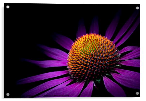 Under the spot light - echinacea flower Acrylic by Martin Williams