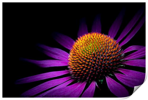 Under the spot light - echinacea flower Print by Martin Williams