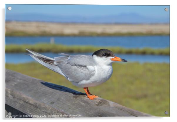 My Tern Acrylic by Debra Farrey