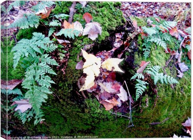 Leaves, Ferns and Moss Canvas Print by Stephanie Moore