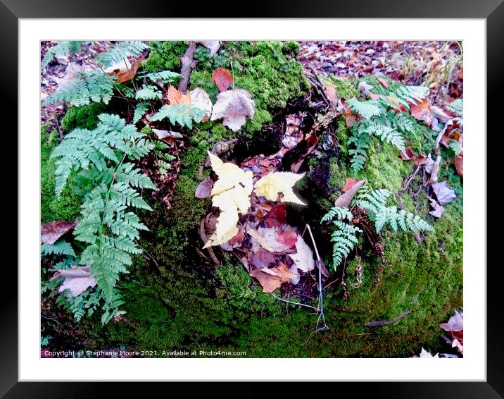 Leaves, Ferns and Moss Framed Mounted Print by Stephanie Moore