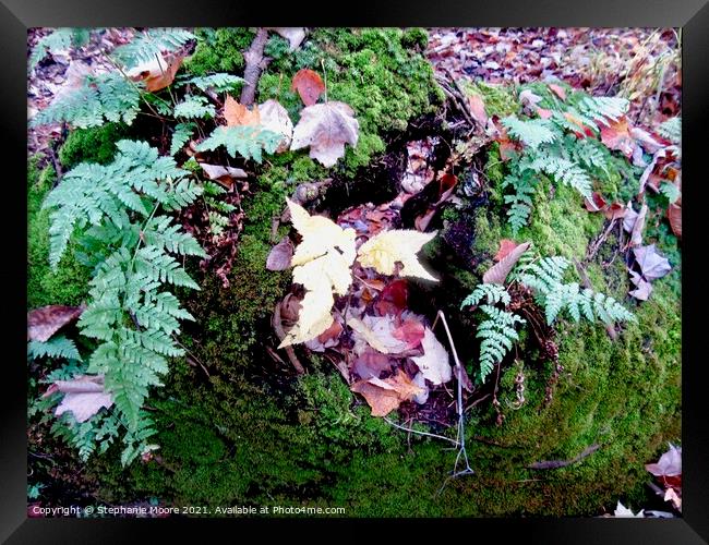 Leaves, Ferns and Moss Framed Print by Stephanie Moore