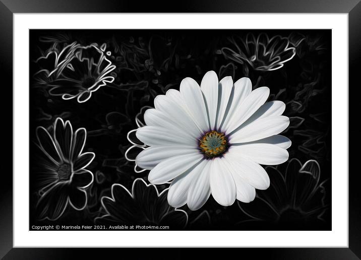 Daisies and shades of gray Framed Mounted Print by Marinela Feier