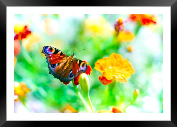 European peacock butterfly over bright flowers Framed Mounted Print by Laurent Renault