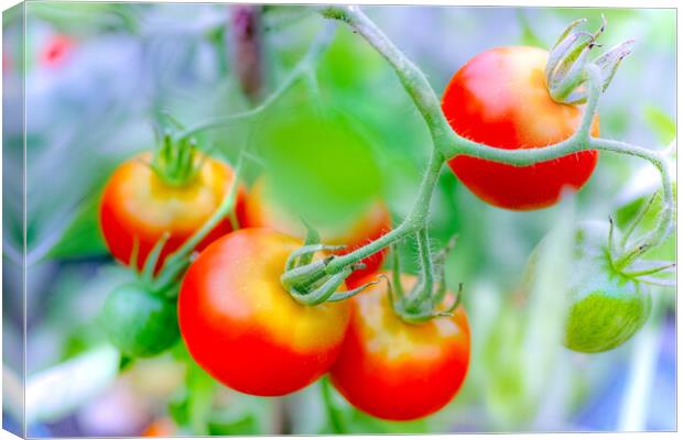 Ripe tomato plant growing in greenhouse Canvas Print by Laurent Renault