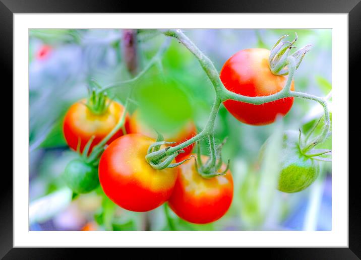 Ripe tomato plant growing in greenhouse Framed Mounted Print by Laurent Renault