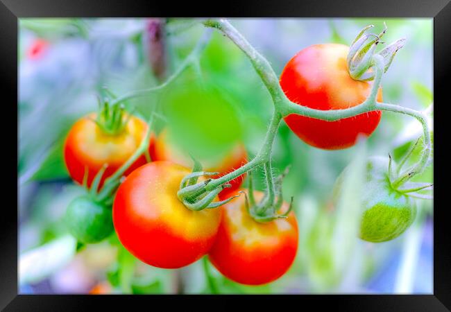 Ripe tomato plant growing in greenhouse Framed Print by Laurent Renault