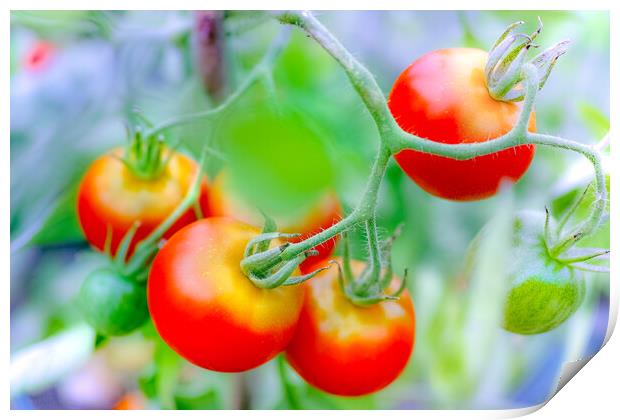 Ripe tomato plant growing in greenhouse Print by Laurent Renault