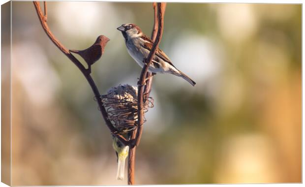 Wild bird perched on feeder Canvas Print by Laurent Renault