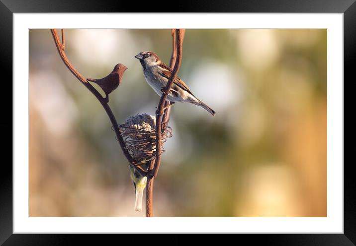 Wild bird perched on feeder Framed Mounted Print by Laurent Renault